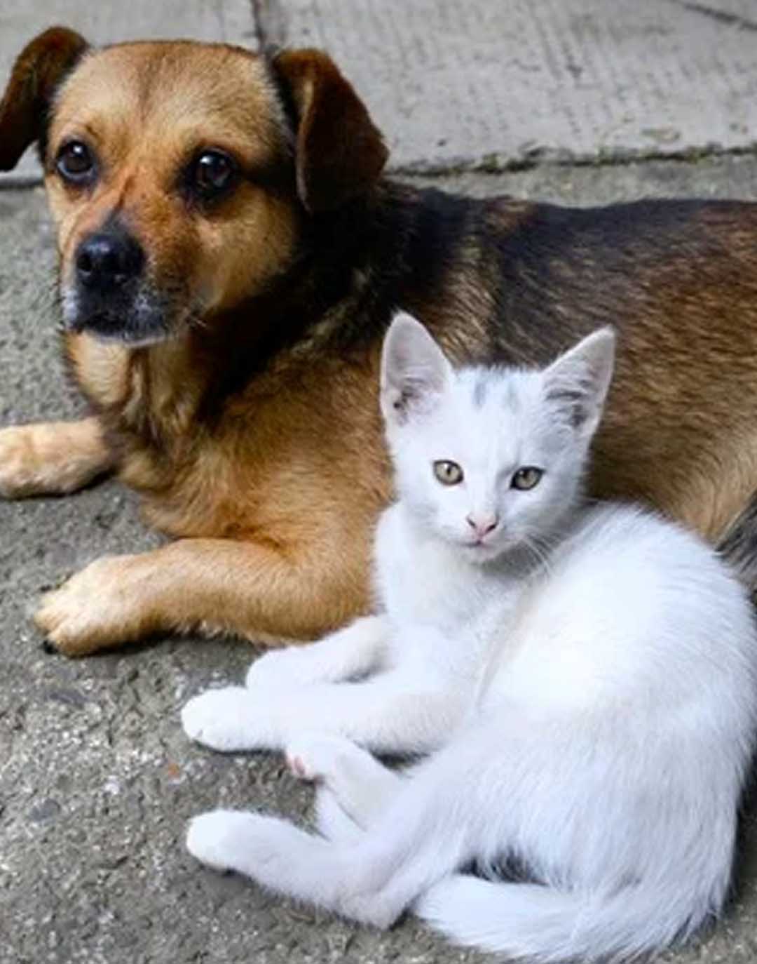 Janaúba Realiza Mutirão de Castração Gratuita com Meta de 600 Animais Esterilizados